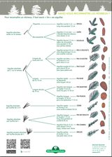 reconnaitre les arbres 1