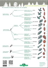 reconnaitre les arbres 1